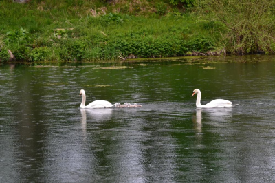 haddo swan
