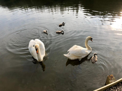 new seasondelgatie swans