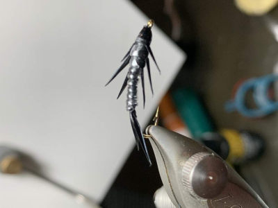 Stonefly