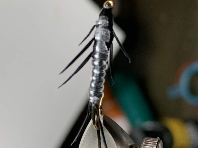 Stonefly