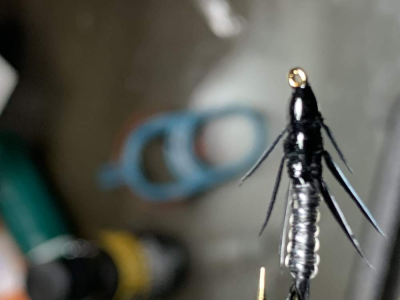 Stonefly