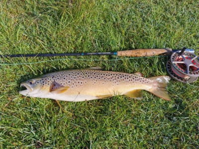 trout