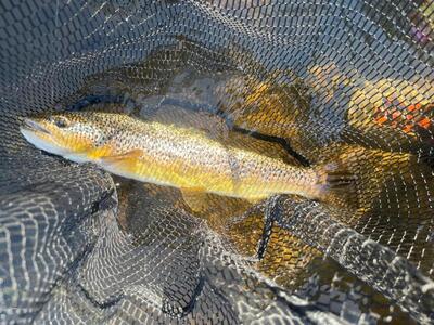 First of the season