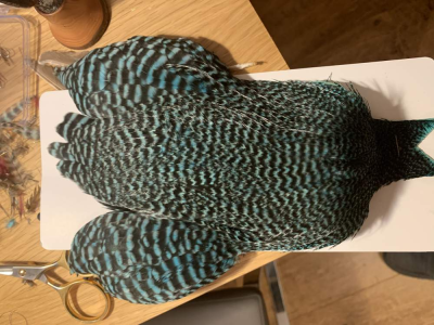 Hen cape