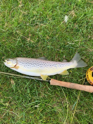 day one trout