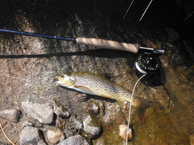 hill loch trout