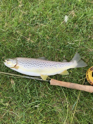 Durness trout