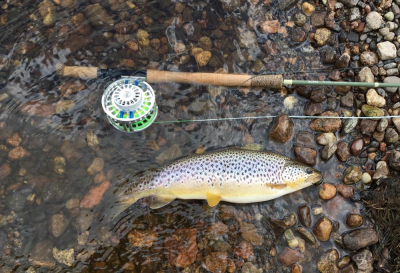 Trout on the trout spey rod