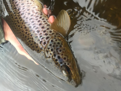 21inch Brown