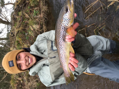 Good Brown from the Don for Louis