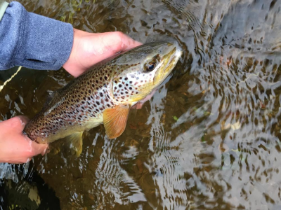 Other brown from the Don on the dry