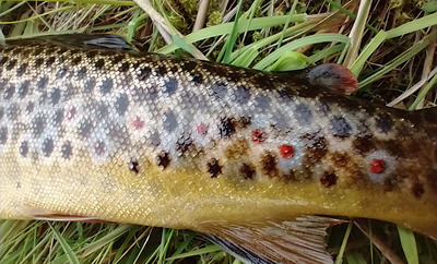 S6