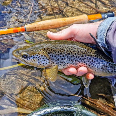 Lovely brown trout