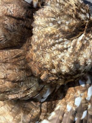 Found hackles