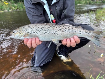 Don sea trout