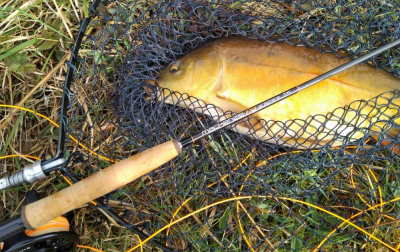 Carping on about it