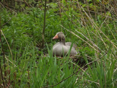 Goose on the nest