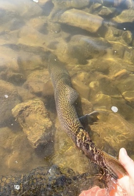 2025 fish