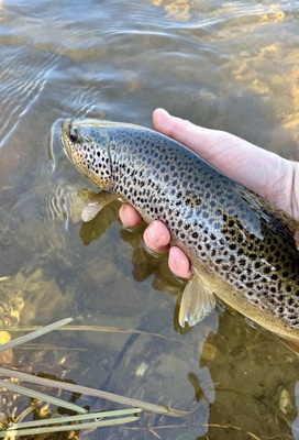 Fish