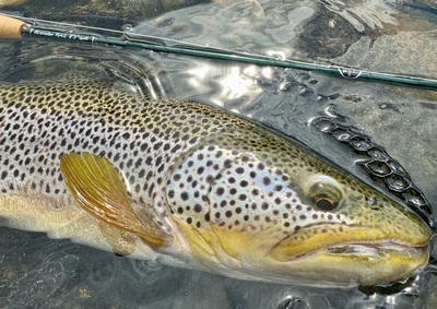 Nice fish