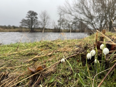 Opening day snowdrops