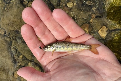 Mini fish