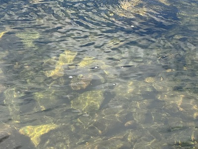 Fishy photo