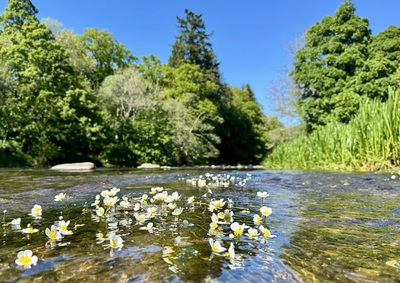 Ranunculus