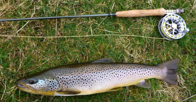 Another nice trout from Klinkhammer Scott
