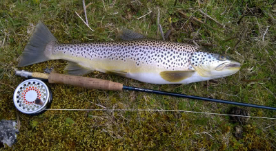 Cracking Trout Caught by Edfish