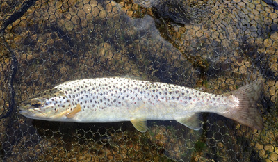 Silver Trout