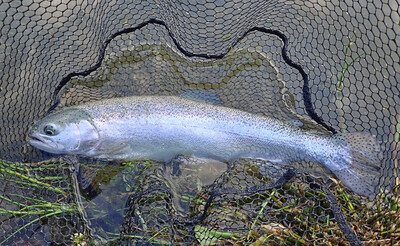 Lochter Chrome