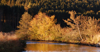 Autumn afternoon on the upper River Don