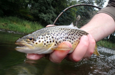 Nice August Don Trout from Sandy