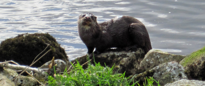 An otter on the Deveron