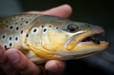 Brown Trout 8