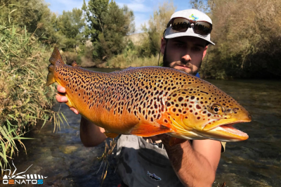 Cracking Brown Trout from Adrian in Spain