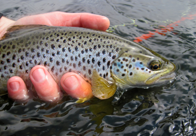 River Don Brown Trout ( Late May 2015 )