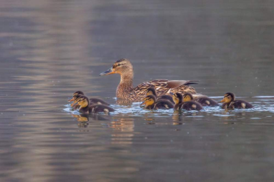 Lochter Report - Ducking & Diving at Lochter