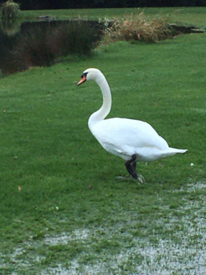 Lochter Report - Swanning About at Lochter