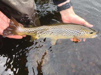 Trout
