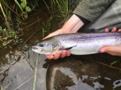 Grilse