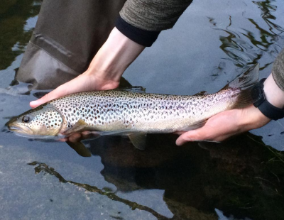 Trout