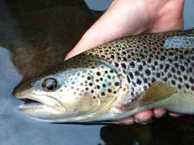 Trout