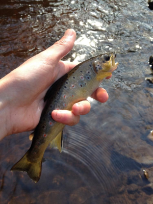 Wee Trout