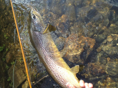 trout