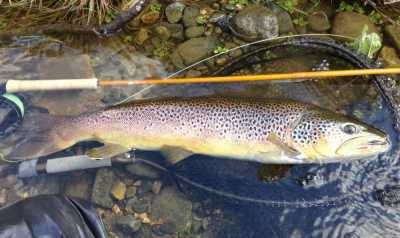 trout