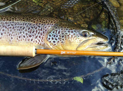 trout