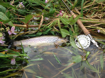 Reel and Trout
