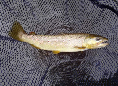 Haddo Brown Trout